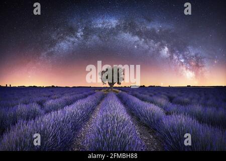 Nachtpanorama vom Lavendelfeld in Valensole, Frankreich. Stockfoto