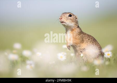 Ziesel im Neusiedler See NP. Stockfoto