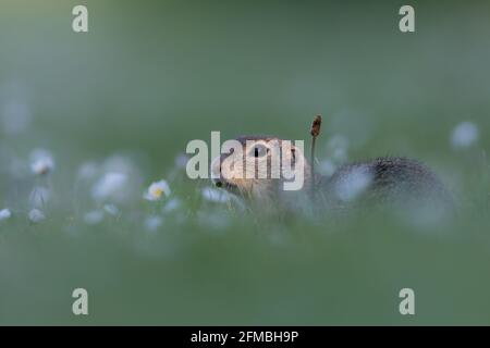 Ziesel im Neusiedler See NP. Stockfoto