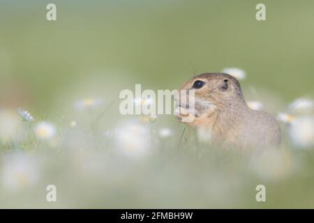 Ziesel im Neusiedler See NP. Stockfoto