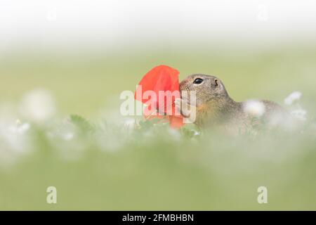 Ziesel im Neusiedler See NP. Stockfoto