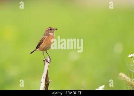 Europäische Stonechat (Saxicola rubicola torquatus) Weibchen, die in natürlichem Lebensraum mit schlichtem hellgrünem entkochten Hintergrund-Grasland thront Stockfoto