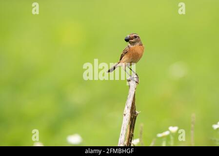 Europäischer Stonechat (Saxicola rubicola) weiblicher Vogel mit Beere im Schnabel, der isoliert auf einer hellgrünen Wiese thront Stockfoto