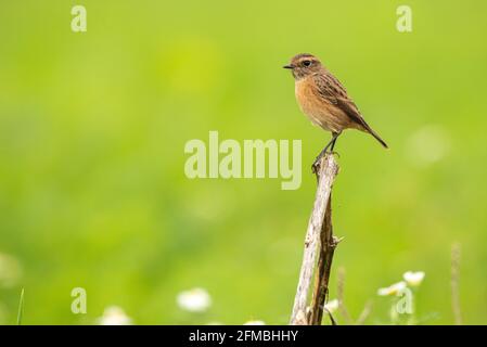 Europäischer Stonechat (Saxicola rubicola) weiblicher Vogel, der auf getrockneten Pflanzenstämmen thront, isoliert gegen hellgrüne Graswiesen Stockfoto