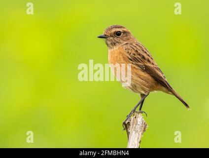 Stonechat (Saxicola rubicola) Weibchen thront aus der Nähe auf Zweig Blick auf die Kamera isoliert auf hellgrünem Hintergrund Feld Stockfoto