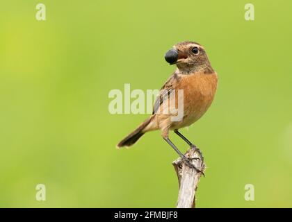 Europäische Stonechat (Saxicola rubicola) weibliche Vogelbeere im Schnabel während der Fütterung, die isoliert auf hellgrünem Hintergrund thront Stockfoto