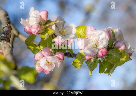 Apfelblüten Stockfoto