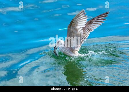 Schleswig-Holstein, Ostseeküste, Möwe mit Fischen, Stockfoto