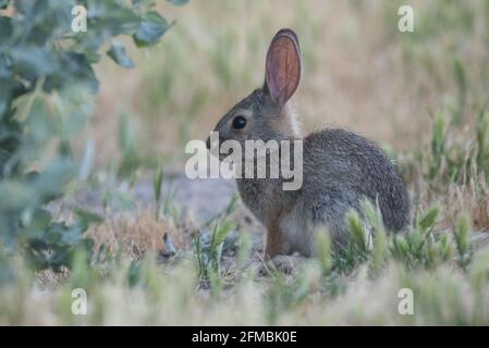 Der Ripparkaninchen (Sylvilagus bachmani riparius) ist eine bedrohte und bedrohte Unterart, die in Kalifornien endemisch ist. Stockfoto