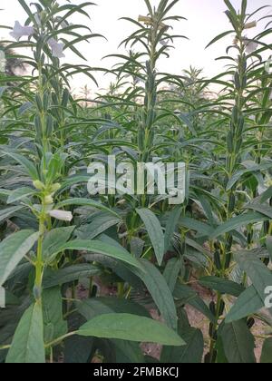 Junge Sesamfrucht mit Blume auf dem Baum in Bio-Bauernhof. Hausgemachte Bio-Kräuter-Zutat Nahrung für einen guten Lebensstil Stockfoto