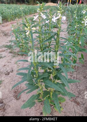 Junge Sesamfrucht mit Blume auf dem Baum in Bio-Bauernhof. Hausgemachte Bio-Kräuter-Zutat Nahrung für einen guten Lebensstil Stockfoto