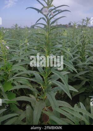 Junge Sesamfrucht mit Blume auf dem Baum in Bio-Bauernhof. Hausgemachte Bio-Kräuter-Zutat Nahrung für einen guten Lebensstil Stockfoto