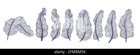 Bananenblätter Kollektion im linearen Stil. Trendige, minimalistische Umrissgruppe aus tropischen Palmenblättern. Vektor-Illustrationen von Exoten Pflanzen Blätter isolieren Stock Vektor