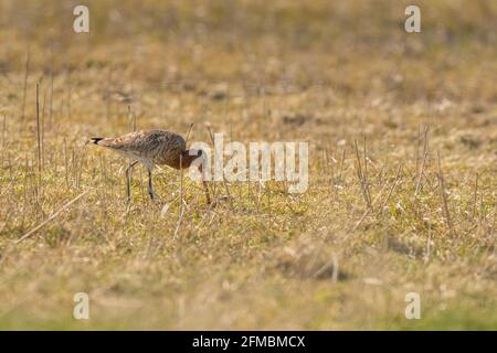 Männlicher Schwarzschwanz-Godwit, der auf Schilf steht. Auf der Suche nach Nahrung beim Gehen, grünes Gras im Vordergrund, goldene Farben Stockfoto