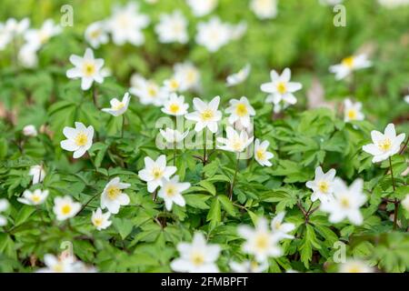 Holzanemone Frühlingsblumenblüten Szene Stockfoto