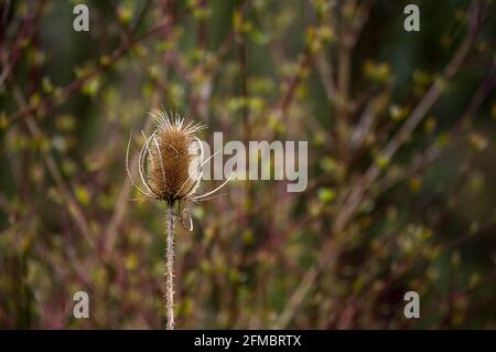 Blume aus einem einzelnen wilden Teelöffel (Dipsacus fullonum) vor verschwommenem Hintergrund. Selektiver Fokus mit Kopierraum Stockfoto