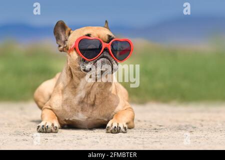 Französische Bulldogge trägt im Sommer eine rote herzförmige Sonnenbrille Stockfoto