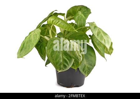 Üppige tropische „Syngonium macrophyllum Frosted Heart“-Zimmerpflanze in Blumentopf Isoliert auf weißem Hintergrund Stockfoto