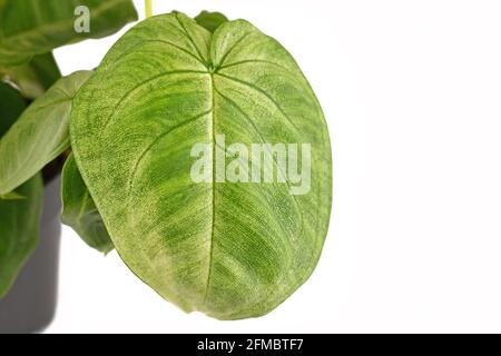 Nahaufnahme des Blattes der Zimmerpflanze „Syngonium macrophyllum Frosted Heart“ Isoliert auf weißem Hintergrund Stockfoto