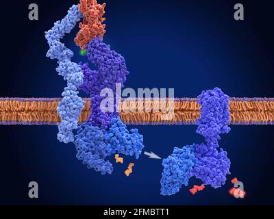 Aktivierung des T-Zellrezeptors, molekulares Modell Stockfoto