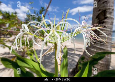 Giftbirne, Crinum asiaticum, auch bekannt als riesige Crinumlilie, große Crinumlilie, Spinnenlilie, Dibuluan Island, El Nido, Palawan, Bacuit Bay, Philippinen Stockfoto