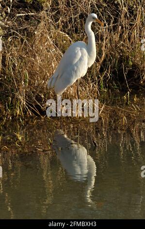 Silberreiher (Ardea Alba) bin Wuhlebecken in Berlin-Biesdorf Im Februar 2014. Stockfoto