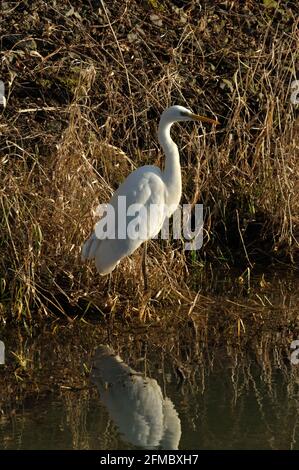 Silberreiher (Ardea Alba) bin Wuhlebecken in Berlin-Biesdorf Im Februar 2014. Stockfoto