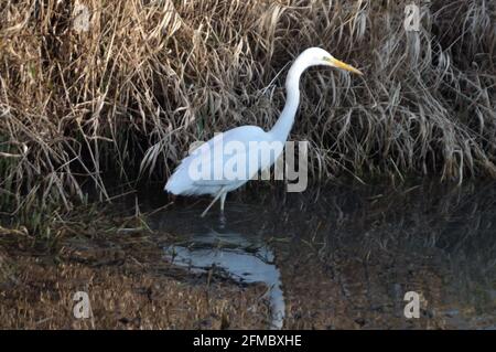 Silberreiher (Ardea Alba) bin Wuhlebecken in Berlin-Biesdorf Im Februar 2014. Stockfoto
