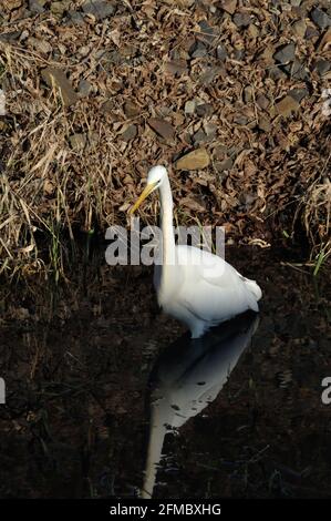 Silberreiher (Ardea Alba) bin Wuhlebecken in Berlin-Biesdorf Im Februar 2014. Stockfoto