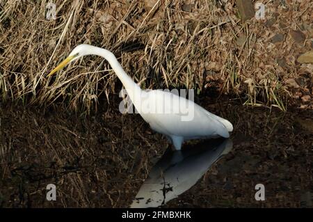 Silberreiher (Ardea Alba) bin Wuhlebecken in Berlin-Biesdorf Im Februar 2014. Stockfoto