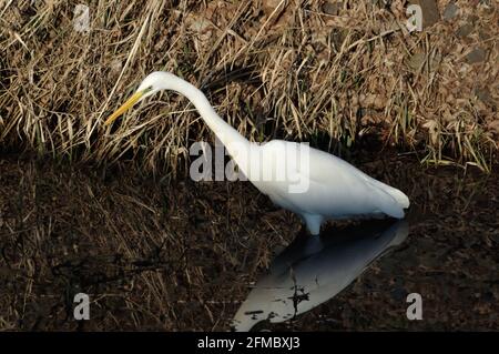 Silberreiher (Ardea Alba) bin Wuhlebecken in Berlin-Biesdorf Im Februar 2014. Stockfoto