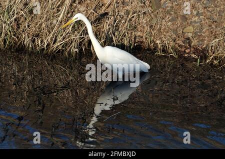 Silberreiher (Ardea Alba) bin Wuhlebecken in Berlin-Biesdorf Im Februar 2014. Stockfoto