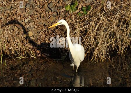 Silberreiher (Ardea Alba) bin Wuhlebecken in Berlin-Biesdorf Im Februar 2014. Stockfoto