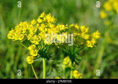 Zypressen-Wolfsmilch (Eforbia cyparissia) auf einer Wiese im Naturschutzgebiet Hullerbusch (Feldberger Seenlandschaft) Stockfoto