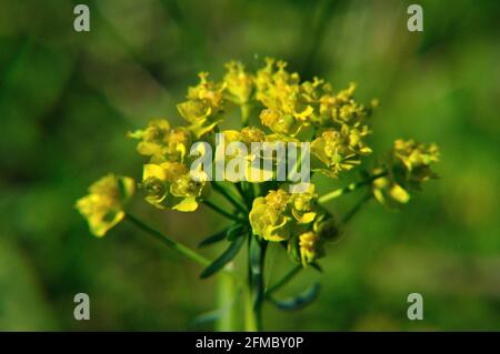 Zypressen-Wolfsmilch (Eforbia cyparissia) auf einer Wiese im Naturschutzgebiet Hullerbusch (Feldberger Seenlandschaft) Stockfoto