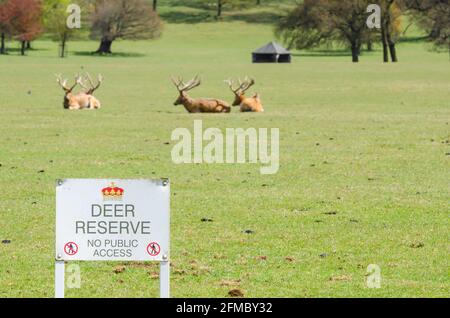 Woburn, Bedfordshire, England, Großbritannien, 7. Mai 2021 - Schilder für Hirschreservate in Nahaufnahme mit Rentieren im unscharfen Hintergrund im Woburn Abbey Park. Stockfoto