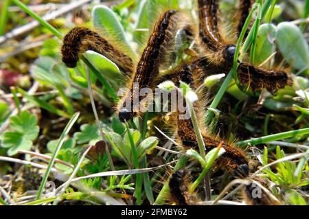 Wolfsmilch-Ringelspinner (Malacosoma Castrensis) Auf Einer Schfweide Im Naturschutzgebiet Hullerbusch (Feldberger Seenlandschaft) Bei Carwitz. Stockfoto