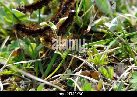 Wolfsmilch-Ringelspinner (Malacosoma Castrensis) Auf Einer Schfweide Im Naturschutzgebiet Hullerbusch (Feldberger Seenlandschaft) Bei Carwitz. Stockfoto