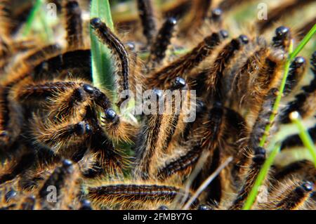 Wolfsmilch-Ringelspinner (Malacosoma Castrensis) Auf Einer Schfweide Im Naturschutzgebiet Hullerbusch (Feldberger Seenlandschaft) Bei Carwitz. Stockfoto