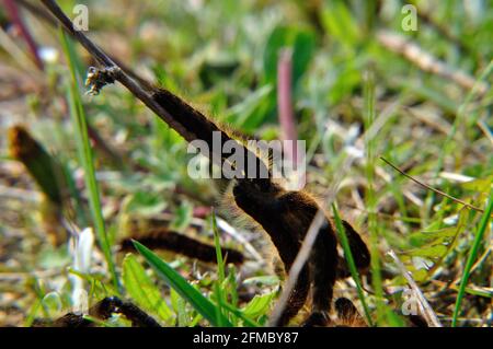 Wolfsmilch-Ringelspinner (Malacosoma Castrensis) Auf Einer Schfweide Im Naturschutzgebiet Hullerbusch (Feldberger Seenlandschaft) Bei Carwitz. Stockfoto