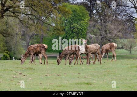 Ich habe im Woburn Abbey Park in Bedfordshire, England, von Hirschen gehört Stockfoto