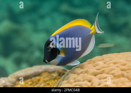 Puder Blue Surgeonfish; Acanthurus leucosternon; Malediven Stockfoto