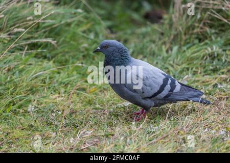 Rock Taube Columba livia, Großbritannien Stockfoto