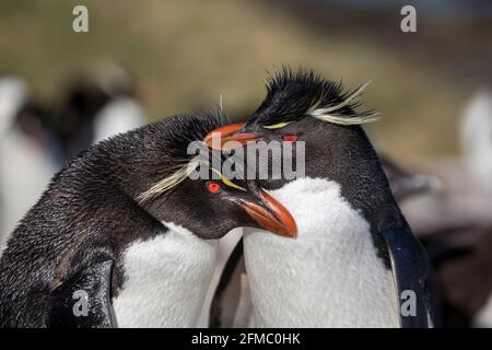 Southern Rockhopper Penguin; Eudytes chrysocome; Paar; Falklands Stockfoto