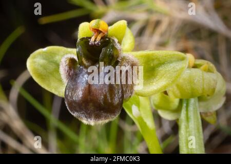 Grüne und braune Blume von Ophrys bombiliflora, der Hummel-Orchidee, einer wilden Bienenorchidee, die im Frühjahr auf Mallorca blüht Stockfoto