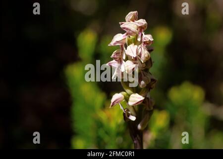 Nahaufnahme von Neotinea maculata, einer kleinen, dicht blühenden Orchidee mit rosa Blüten, im Pinienwald auf der Baleareninsel Mallorca, Spanien Stockfoto