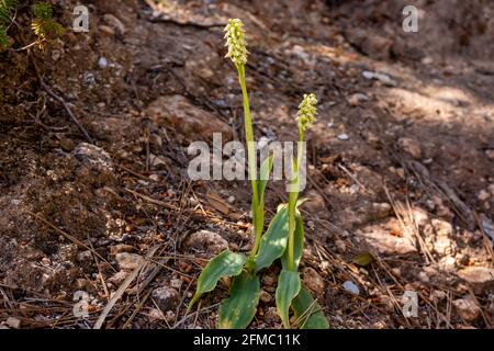 Neotinea maculata, eine kleine, dicht blühende Orchidee mit weißen bis rosa Blüten, im Pinienwald auf der Baleareninsel Mallorca, Spanien Stockfoto