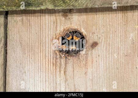 Baumbumblebee; Bombus hypnorum; Bewachung Nest Eingang; Großbritannien Stockfoto