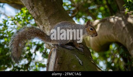 Frühlingsblumen und Graue Eichhörnchen Stockfoto