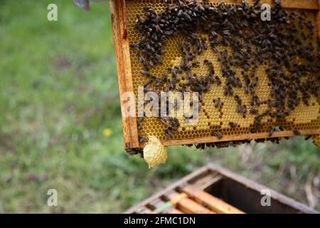 Brutrahmen von einem Bienenstock, der zur Inspektion entfernt wird, zeigen Arbeitsbienen, die die Zellen tendieren, und einen guten Satz von verdeckten Zellen. Stockfoto